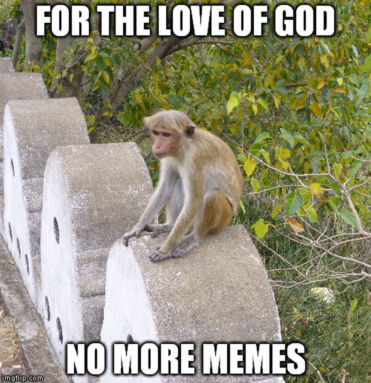 For the love of God no more Memes, says a Macaque monkey meme