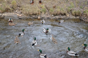 Wolfsberg - ducks