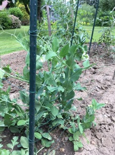 garden snow peas