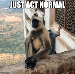 Monkey Memes – reloaded – an aussie in austria